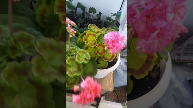 Пеларгонии Bold Gold и Monsel Dale смотреть онлайн