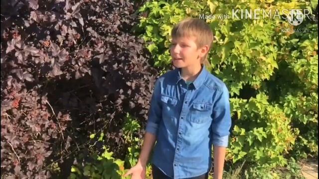 "Золотая осень" читает:Фролов Тимофей г.Бердск смотреть онлайн