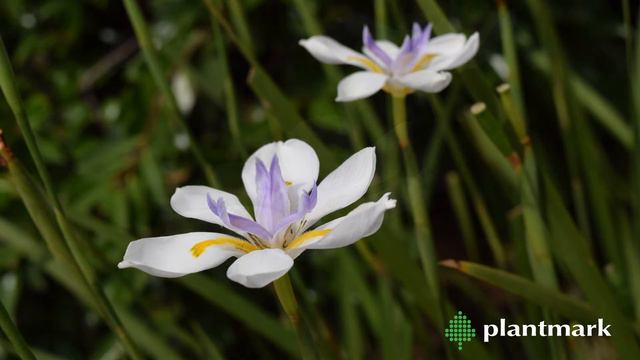 Dietes sp. (Butterfly Iris) at Plantmark Wholesale Nurseries смотреть онлайн