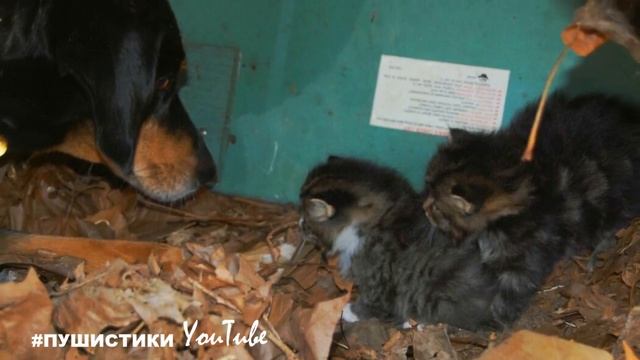 Он спас маленьких котят на озере под лодкой… смотреть онлайн