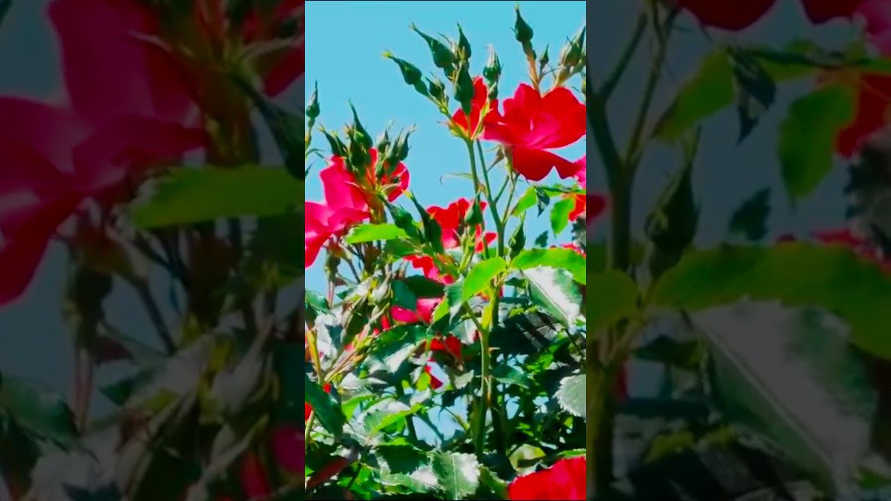 Сорт розы Дортмунд смотреть онлайн