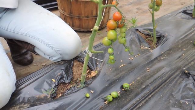 12 BRANCH TOMATO PRUNING. HOW WE DO IT! смотреть онлайн