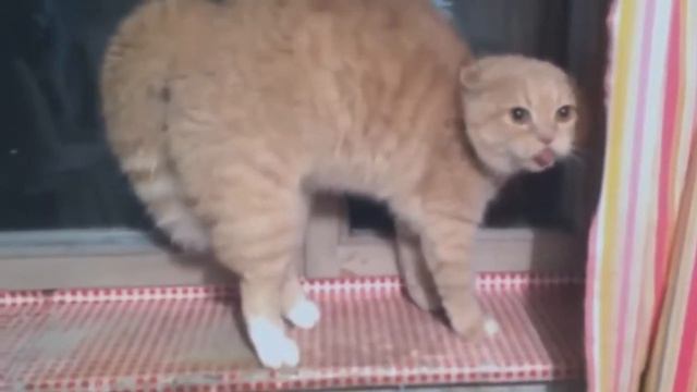 Как напугать кота | How to scare a cat смотреть онлайн