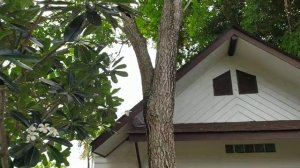 Пение птиц.Коко пальм.Самуи.Таиланд.