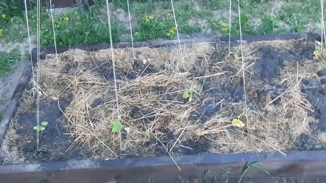 Куры несушки на дачном участке: что происходит ночью в курятнике? смотреть онлайн