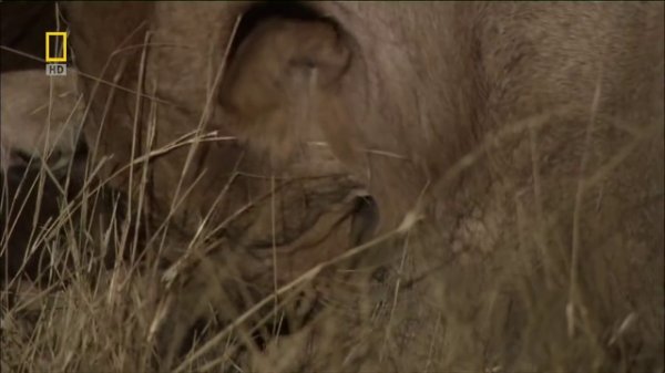 Львы - Благородные охотники Nat Geo Wild