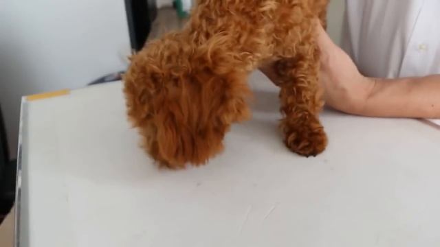 PARVOVIRUS EN PERROS - Síntomas y tratamiento смотреть онлайн