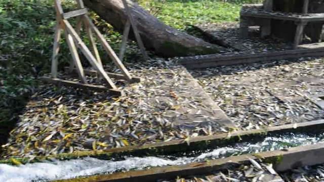 ДОЛИНА ИСТОЧНИКОВ в РУСИНОВО КАЛУЖСКАЯ ОБЛАСТЬ. РУЧЕЕК