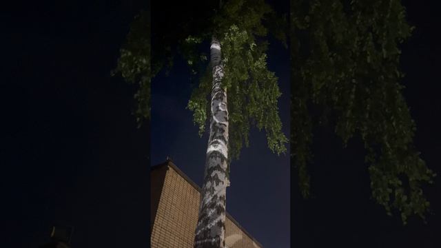 Проекция на дерево смотреть онлайн