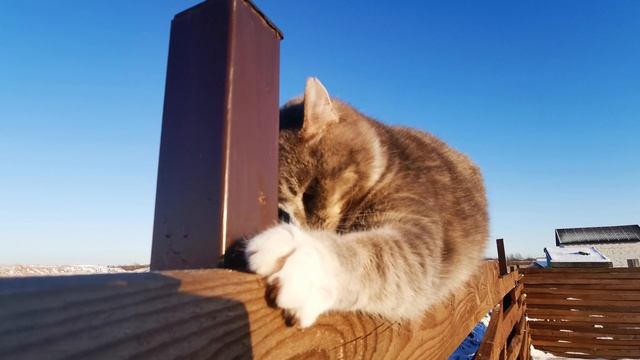 Просто кот смотреть онлайн