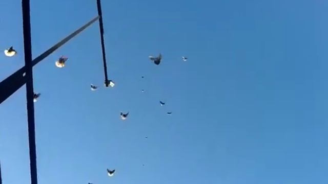 Николаевские голуби в Каменоломни смотреть онлайн