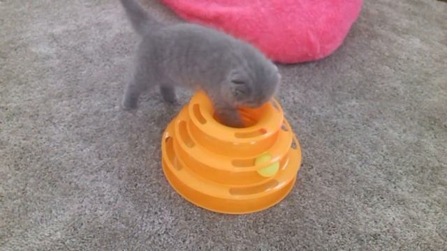 Котенок играет!!!! Katzenspielzeug Scotish Fold смотреть онлайн