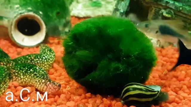 Cladophoraceae Кладофора егагрофила а.С.м смотреть онлайн