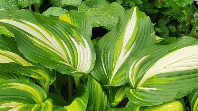 Хоста 'Hollywood Lights' 20 июля 2022 года. смотреть онлайн