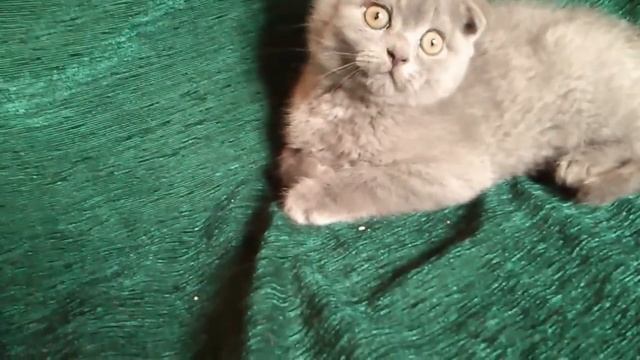 голубой вислоухий котенок 1a смотреть онлайн