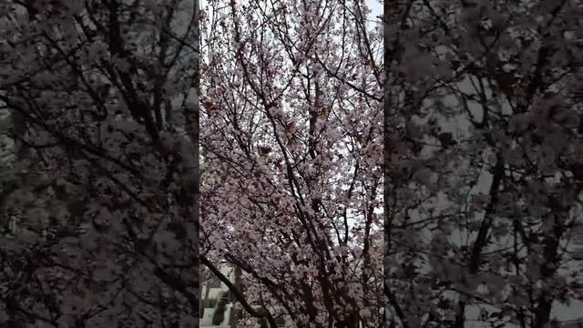 #short Prunus cerasifera 'Pissardii' Tree смотреть онлайн