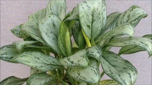 Аглаонема Мария Кристина. Аглаонема купить почтой