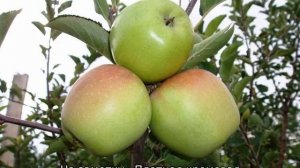 Сорта яблони для средней полосы