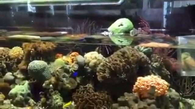 Сливаем воду из аквариума Камбо - CoralReef-Aqua.ru