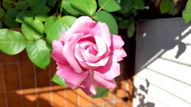 Hybrid tea rose Charles de Gaulle смотреть онлайн