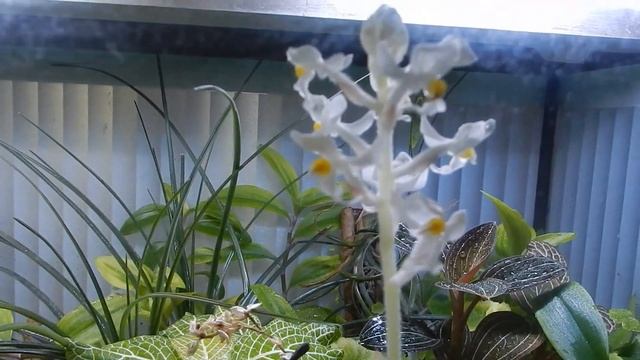 Палюдариум цветёт. смотреть онлайн