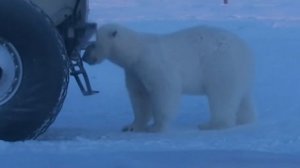 Уроки Арктики.  Остров Белый, Карское море