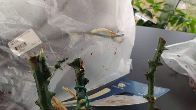 Розы из магазина Подворье(часть 1). Первые впечатления, роза Pride and Prejudice (Польша) смотреть онлайн