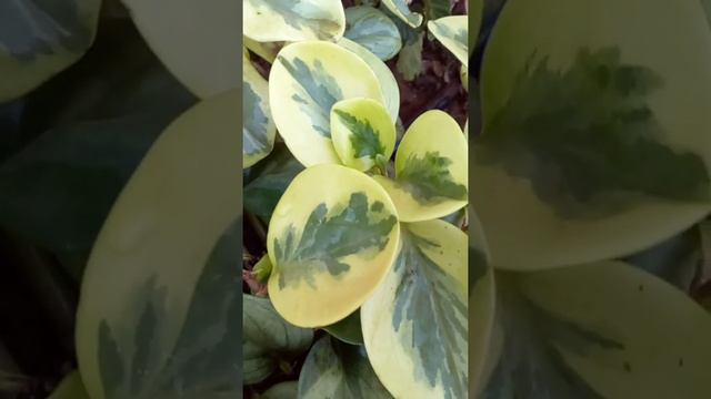 planta peperômia смотреть онлайн