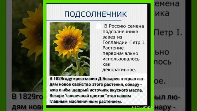 Мы привыкли использовать в пищу многие растения и продукты, и мало кто задумывался о том, как они п смотреть онлайн