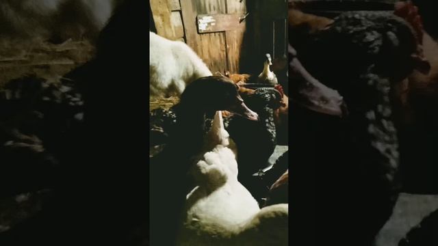 зима, что едят утки?