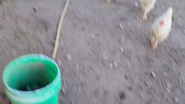 БИЛЕТЫ В США ДЛЯ ДРУГА / БУДЕМ ВСТРЕЧАТЬ ГОСТЕЙ смотреть онлайн