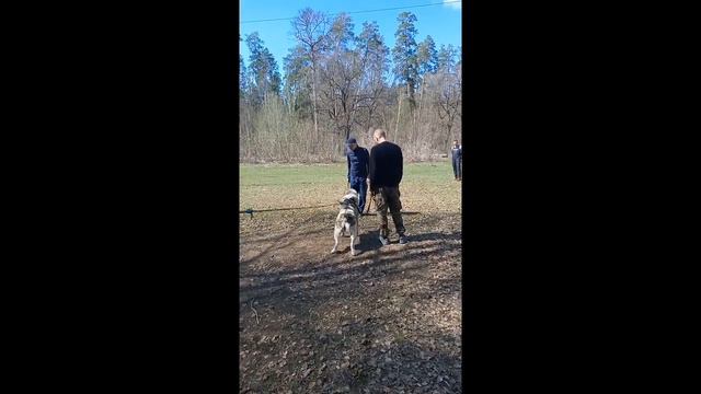 САО Алабай смотреть онлайн