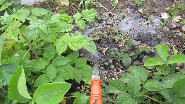 Уникальное приспособление для полива овощей без насоса. Освоение метода.