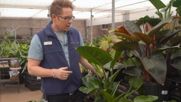 Philodendron Green Congo @ greengate Garden Centres