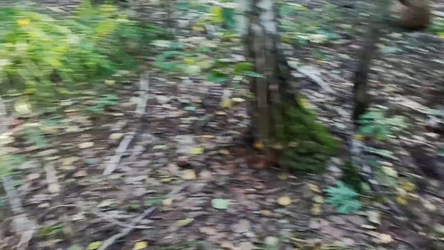 БЕЛЫЕ ГРИБЫ СЕНТЯБРЯ. Что мы нашли сегодня? Поездка в лес по грибы смотреть онлайн