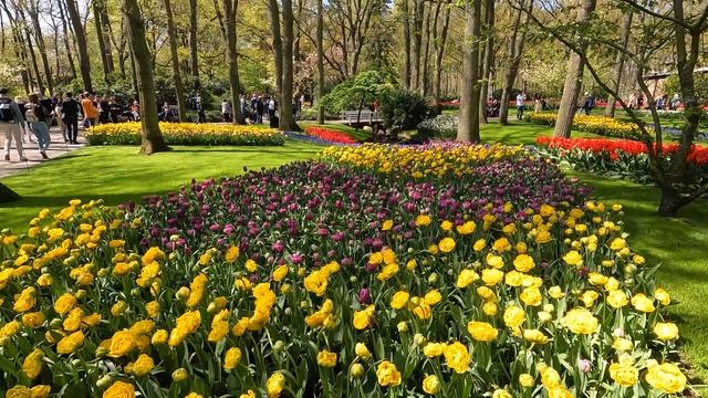 #103 Кёкенхоф (Keukenhof) цветочный парк / Парк который радует глаз и греет душу