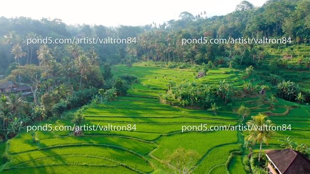 aerial view of the green fertile fields of crops and corn fields on background of hills. Indonesia смотреть онлайн