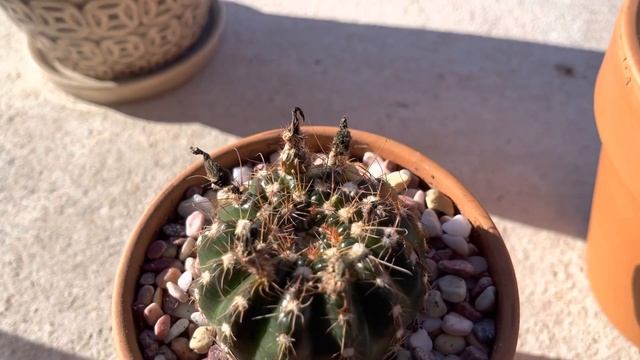 Newly Repotted Domino Cactus In The Afternoon (echinopsis Subdenudata)