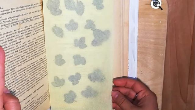 4 способа сушки цветов. Анютины глазки, можжевельник смотреть онлайн