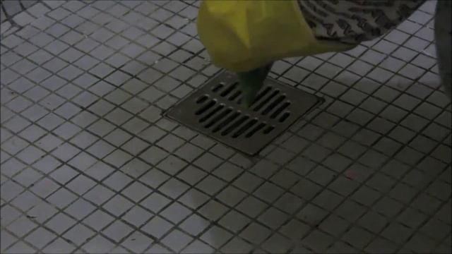 Тестирую Волосогон