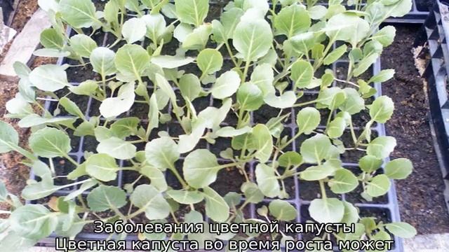 Выращивание цветной капусты в открытом грунте смотреть онлайн