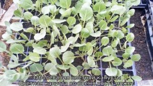 Выращивание цветной капусты в открытом грунте