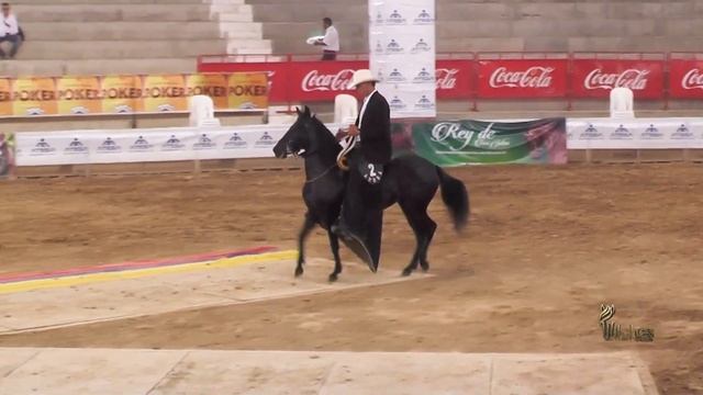 DULCE PERLA DE LA ALHAMBRA,TERCER PUESTO YEGUAS 48 A 60 PASO FINO COLOMBIANO PEREIRA GRADO B 2016 смотреть онлайн