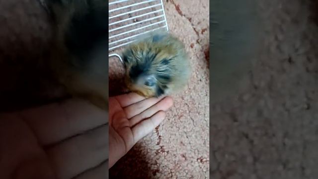 Первое видео на канале. В клетке грязно. Воды нет. Что делать? смотреть онлайн