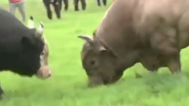 БОЙ Быков ТИТАНОВ за 750 кг+! смотреть онлайн