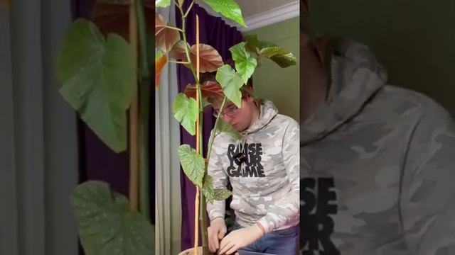 Бегония королевская крапчатая ! Пересадка #комнатныерастения смотреть онлайн