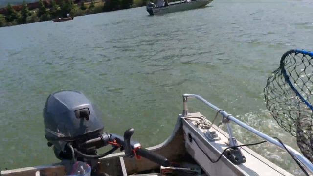 Springer Chinook 2023@Drano! Tips & Tricks#Salmon#fishing #columbia#рыбвлка#oregon#штаты#чавыча смотреть онлайн