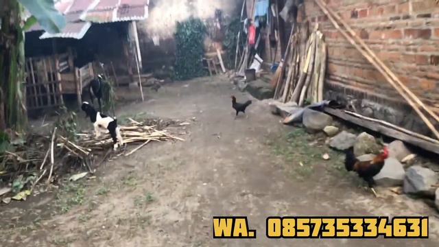 Test Pesanan 💥PCP RUGER MAGAZINE BIGGAME 5000 PSI 💥💥 смотреть онлайн