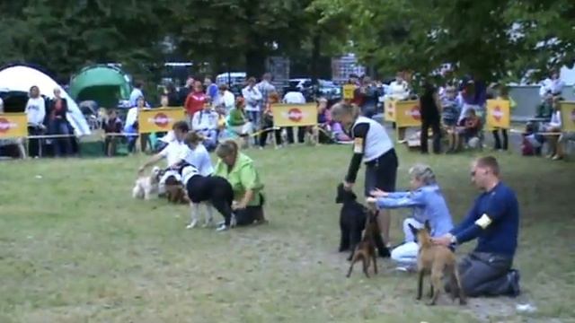 Выставка "Созвездие псов" 2010 Бэст Бэби Бэст VIII группы смотреть онлайн