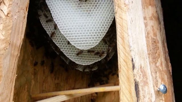 Отстройка сот пчелами в колоде через 6 дней, Encroachment смотреть онлайн
